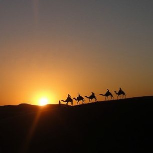 Sunset camel ride in desert