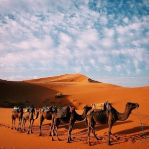 Camel trekking and 1 night in desert camp